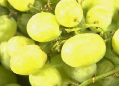 Developing The Grapes Of The Future